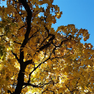 Herbstbaum