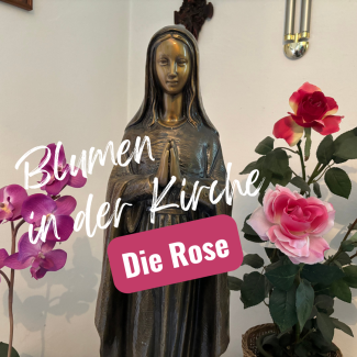 Die Rose