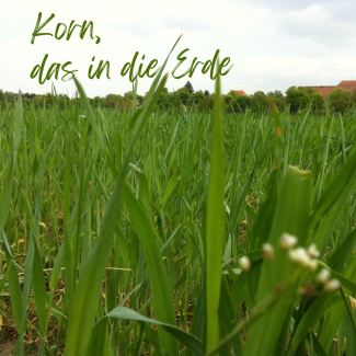 Korn, das in die Erde